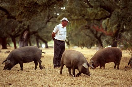 DeRaza Iberico DeRaza Iberico - Baby Back Spareribs