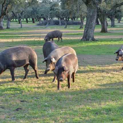 DeRaza Iberico DeRaza Iberico - Procureur (varkensnek)