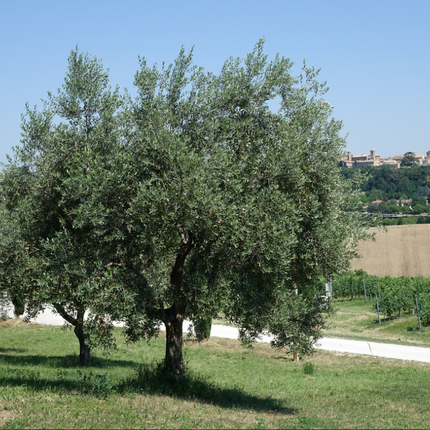Di Lorenzetto Di Lorenzetto - Extravergine olijfolie Maat : 500 ml.